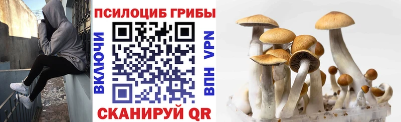 Псилоцибиновые грибы мицелий  Купить  Фокино 
